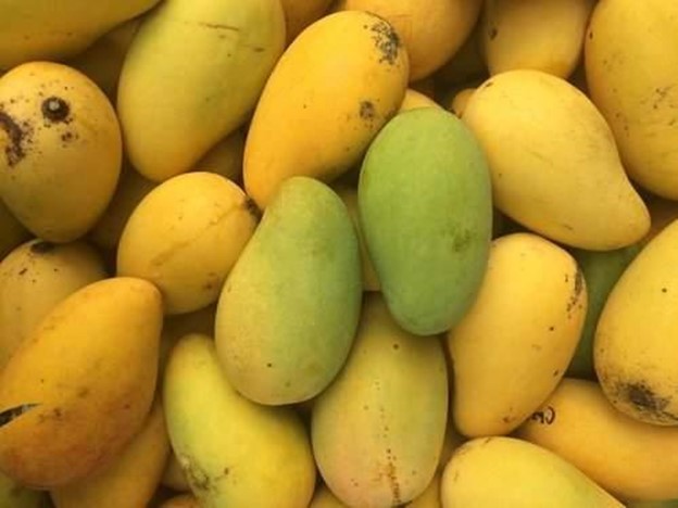 Dasheri Mango