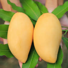 Sindhri Mango